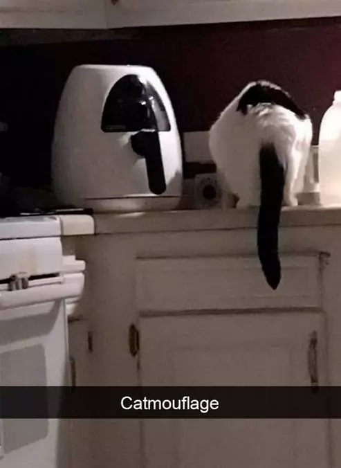 Catmo