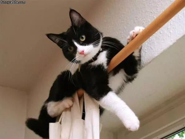 Pole Cat