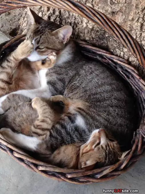 Cats In A Basket
