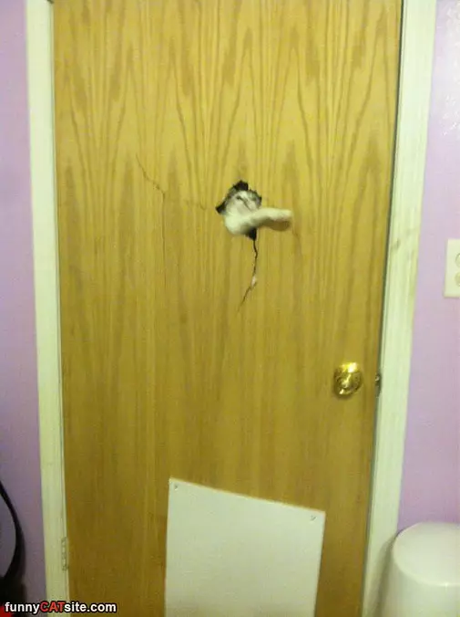 Let Me In Now