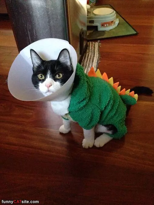 The Crazy Cone