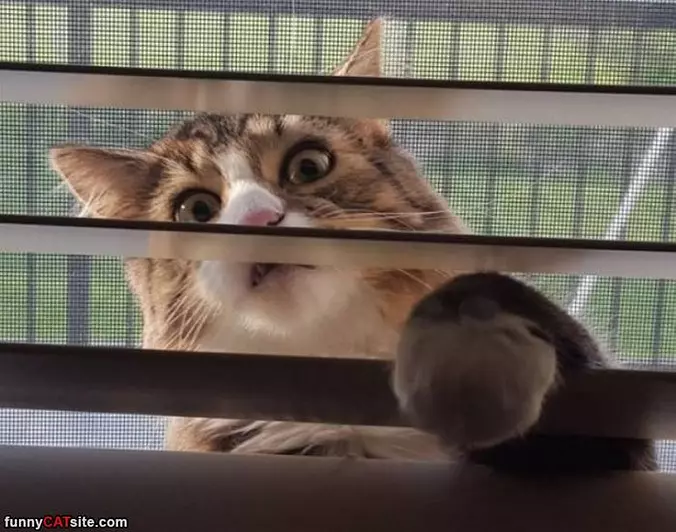 Let Me Innnnnn