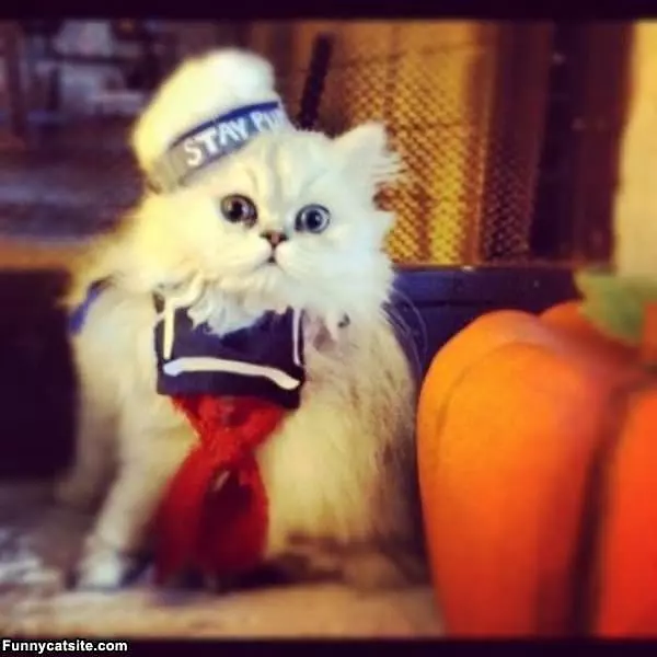 Sta Puft