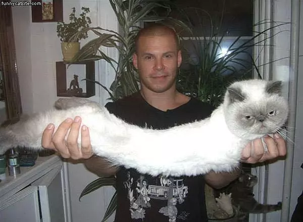 Stretchy Cat