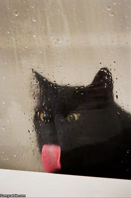 Nom Nom Nom Window