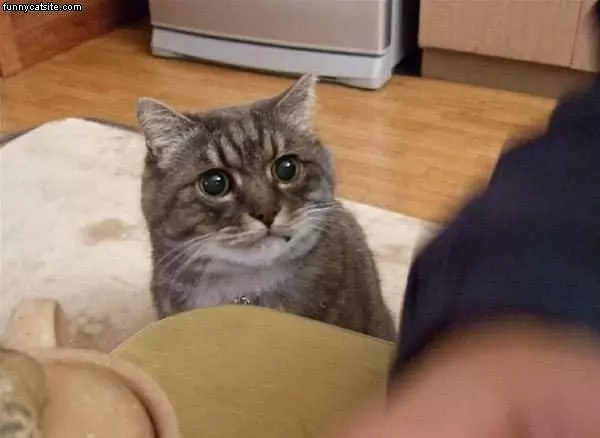 Cat Looks Sad