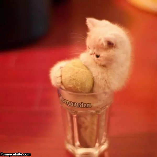 Kitten And Ball