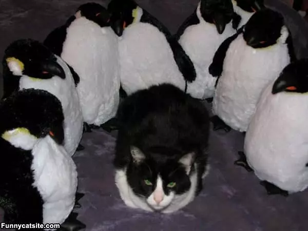 Surrounded By Penguins
