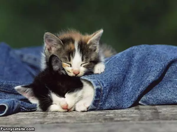 Kitty Jeans