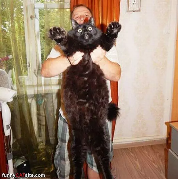 Hugggeeee Cat