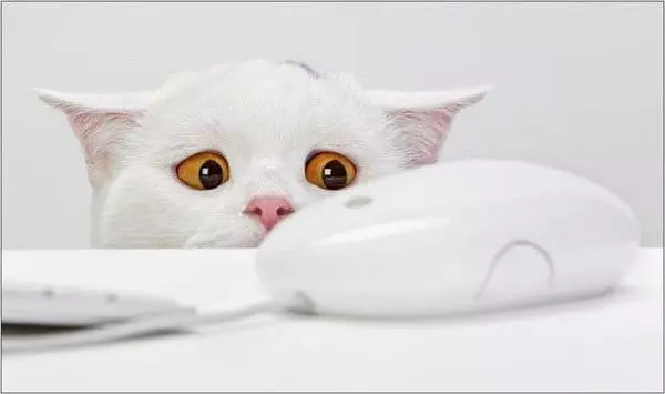 Oh No A Mouse
