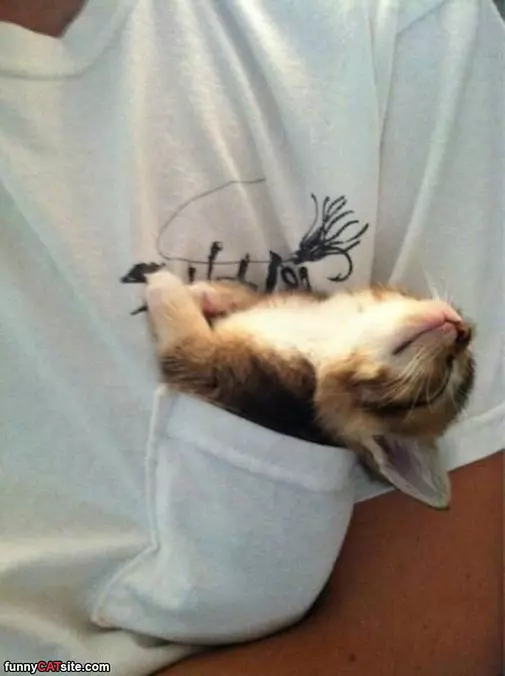 The Pocket Cat