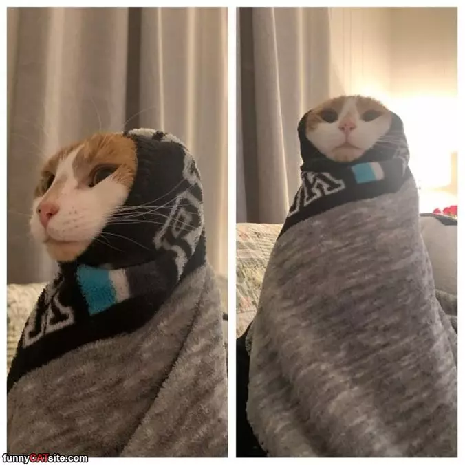 Purrito Cat