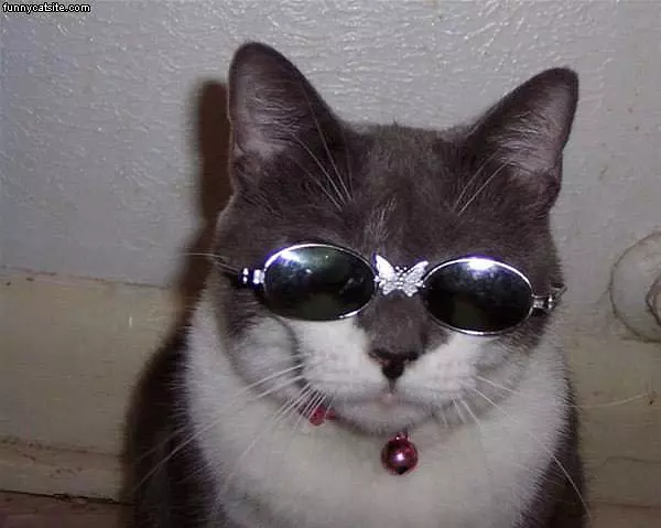Sunglasses