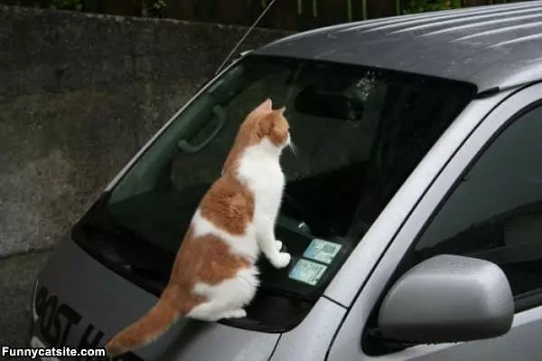 Let Me In
