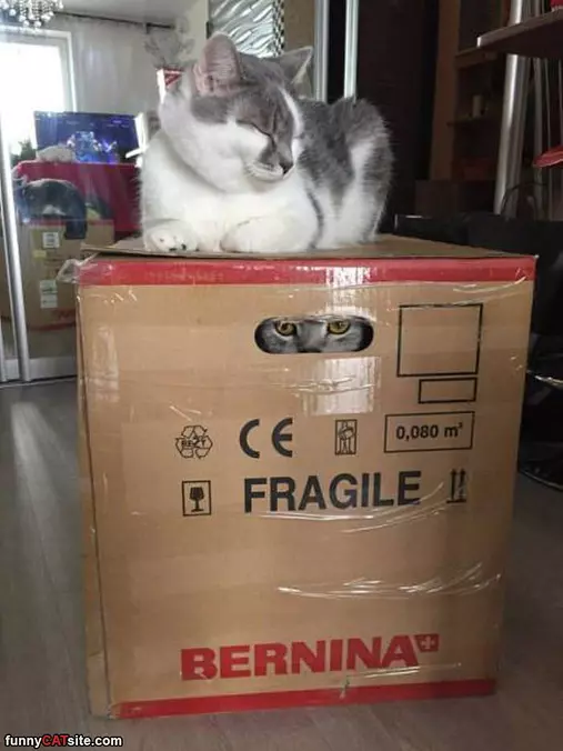 I Have Him Trapped