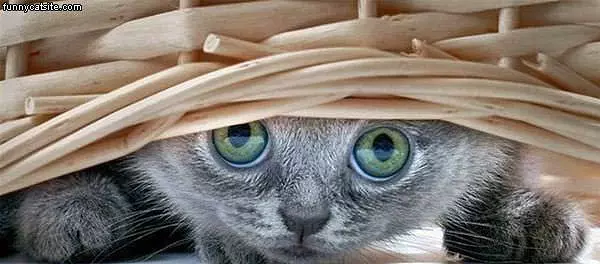 Basket Weaving