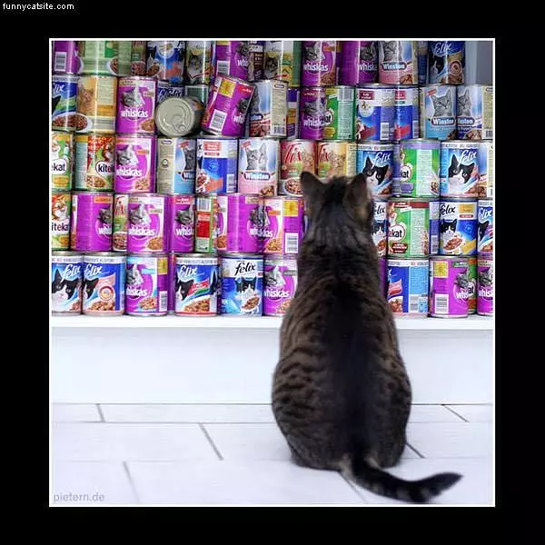 Choices Choices