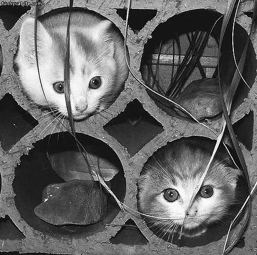 Kitten Faces
