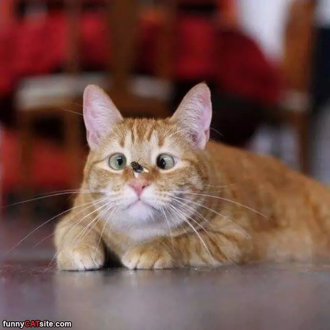 Is That A Fly