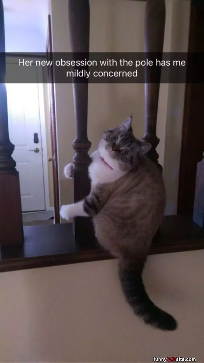 Cat Loves The Pole