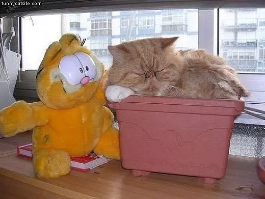 Garfield