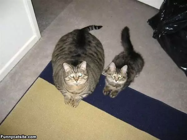 Fatty Fat Fat