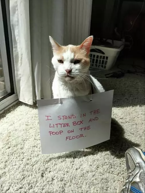 I Poop Where I Need To