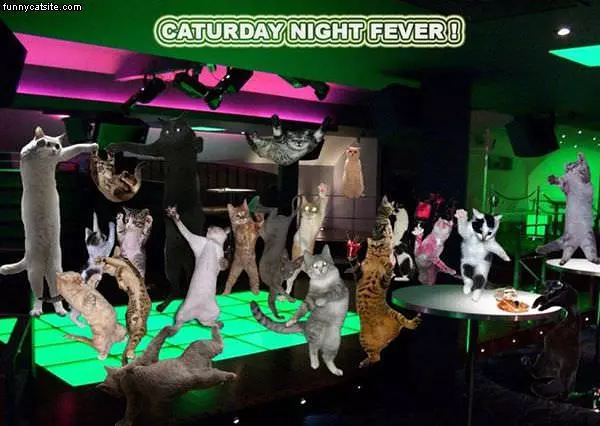 Caturday Night