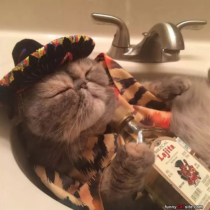 Tequila
