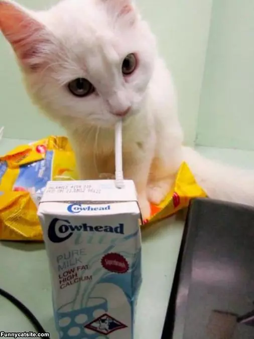 Jsut A Sip