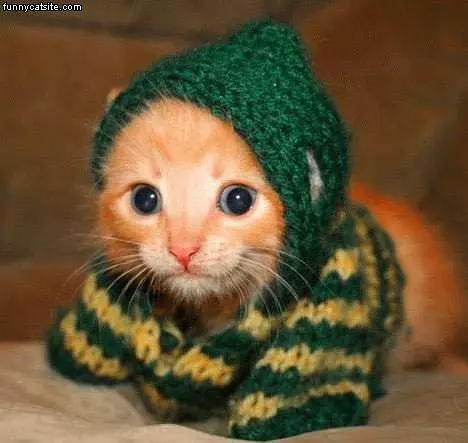Tiny Kitten Scarf