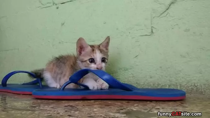 I Will Sleep Where I Want