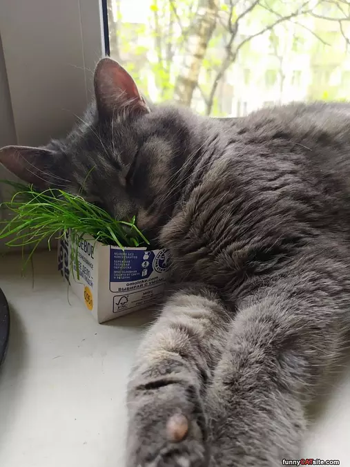 I Will Nap Here