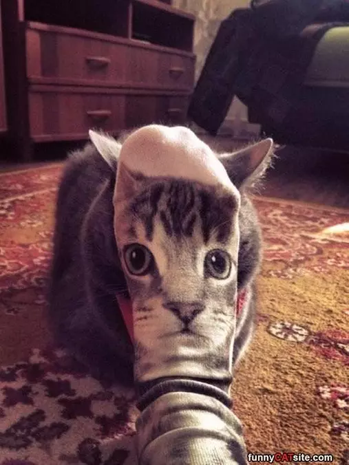 A Cat Face