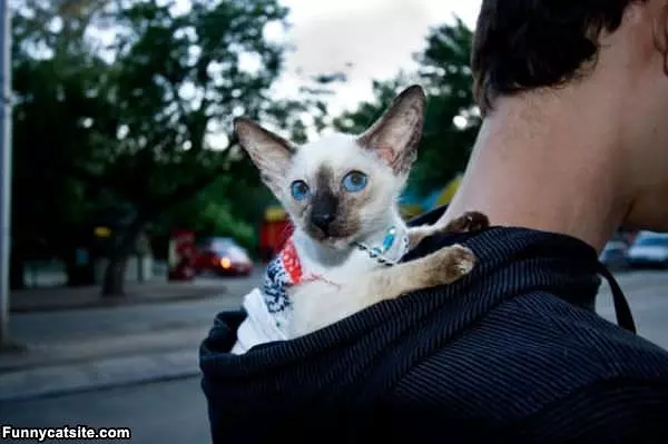 Hoodie Cat