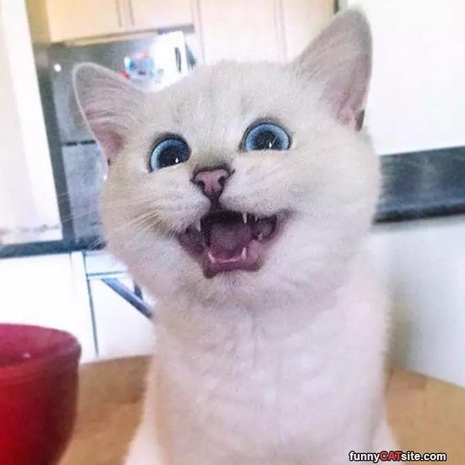 Rawrrrrrrrrr