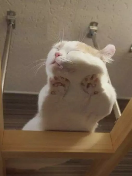 Push Against The Window