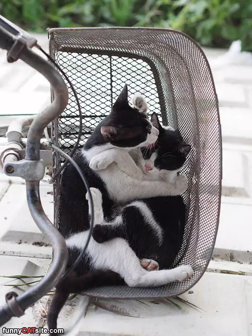 Basket Of Cats
