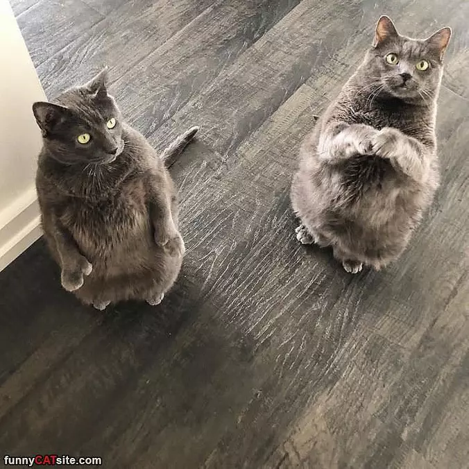 Can We Have Another Snack Please