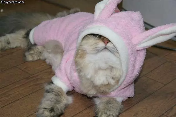 A Bunny
