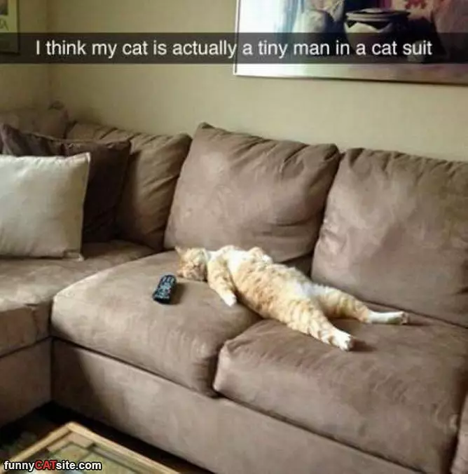 My Cat Is A Tiny Man