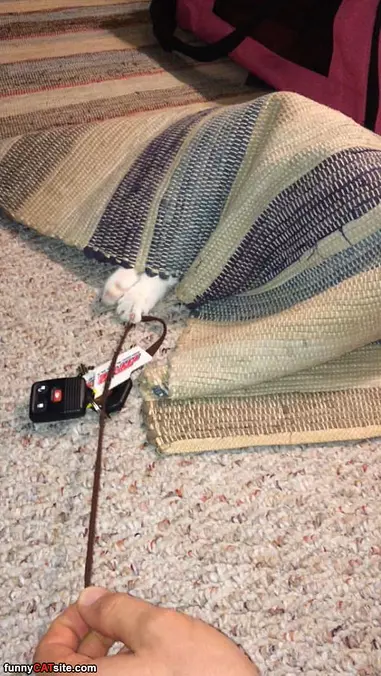 Play Time