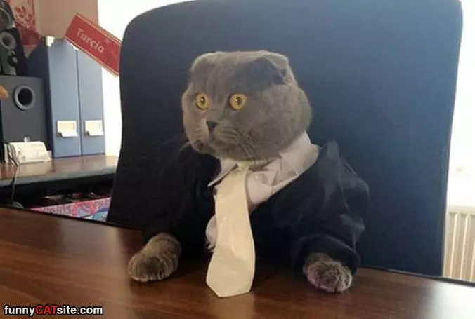 Business Cat