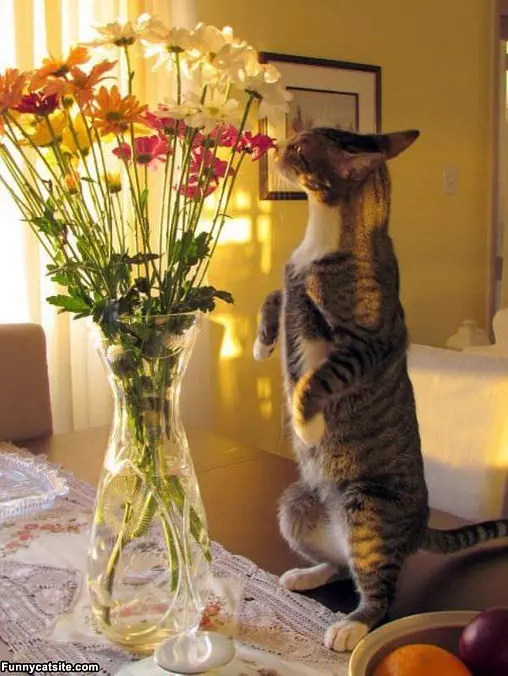 I Love These Flowers