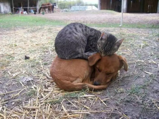 Found A Bed