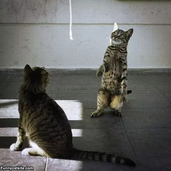 String Play Time