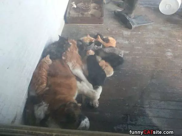 Pile On