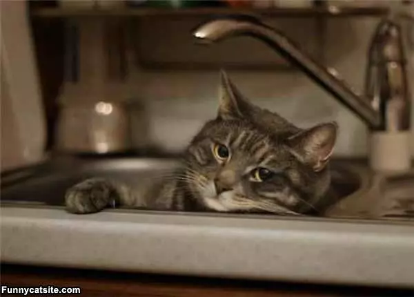 The Sink Is My Bed