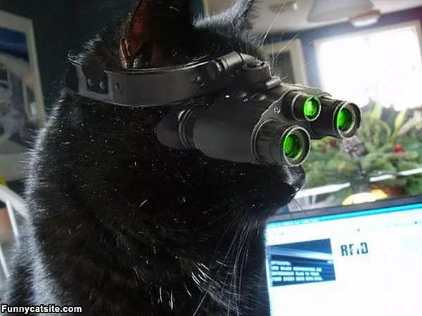 Spy Cat